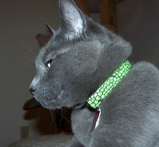 Stylish Bestie Band Cat Collars!