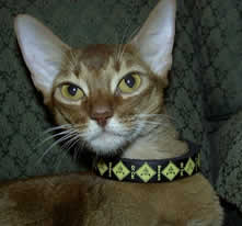Cassidy Models the a "Beware of Cat" Collar!